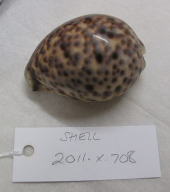 shell