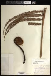 Sadleria cyatheoides