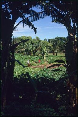 Plantation and people