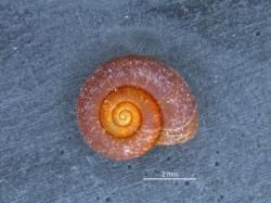 Corinomala; nigrofusca