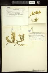 Caulerpa bikinensis