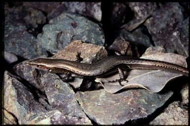 Skink sp.