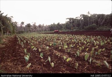 Toafa Farming School, Vavau