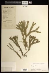 Indet. Lycopodiaceae