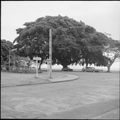 Willow tree beside a street, Fiji, November 1966 / Michael Terry