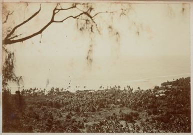 The sea seen from a hillside. From the album: Cook Islands