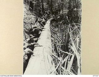 BOUGAINVILLE ISLAND. 1944-11-23. MEMBERS OF D COMPANY, 9TH INFANTRY BATTALION CLIMBING PAST A FALLEN TREE ON THE NARROW PIATERAPAIA TRACK AS THE UNIT MOVES INTO THE FORWARD AREAS TO TAKE OVER ..