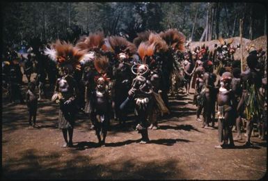 Dancing on the singsing ground: men in all their splendour (7) : The Tengerap Clan Singsing, Wahgi Valley, Papua New Guinea, 1954 / Terence and Margaret Spencer