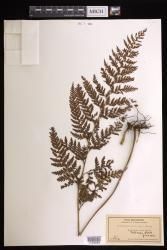 Microlepia setosa