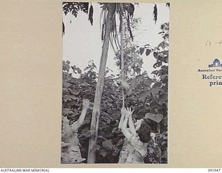 LAE, NEW GUINEA, 1945-05-18. PERSONNEL FROM AUSTRALIAN WOMEN'S ARMY SERVICE BARRACKS, TAKING PART IN A CONDUCTED TOUR OF THE BUSU RIVER AREA BY ARMY AMENITIES SERVICE, KNOCKING DOWN PAWPAWS GROWING ..