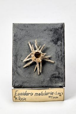 ["Eucidaris metularia"]