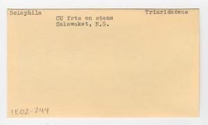 [Sciaphila in Papua New Guinea, envelope IE02-244]