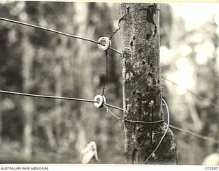 ILOLO - OWERS' CORNER, NEW GUINEA. 1944-04-12. THE LINE, PASSING THROUGH INSULATORS ATTACHED TO TREES BESIDE A JEEP TRACK, CAN BE INSPECTED FROM THE SIGNALS JEEP