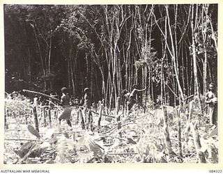 CUTARP PLANTATION, JACQUINOT BAY, NEW BRITAIN. 1944-12-15. KANAKA BOYS CUTTING TREES TO CLEAR AN AREA FOR A PIPER CUB AIRSTRIP DURING THE ARRIVAL OF THE 16 INFANTRY BRIGADE IN THE AREA