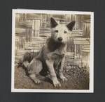 Dog, Aiyura, Papua New Guinea, 1947