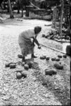 Vae designating breadfruit vaega 'shares'.