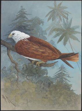 White-headed sea eagle, Papua New Guinea, 1917 / Ellis Rowan