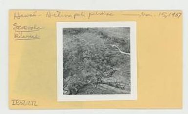 [Scaevola in Hawaii, envelope IE32-272]