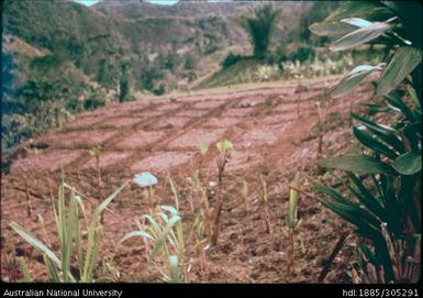 New Sweet Potato garden, Chimbu