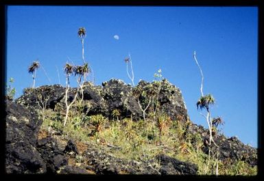 Dracophyllum sp. on peridotite rock