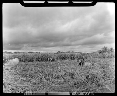 Workers and cattle in the sugar plantation, Lautoka, Fiji