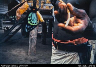 Papua New Guinean holding butterfly