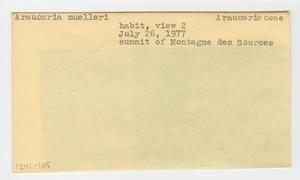 [Araucaria muelleri in New Caledonia, envelope IE41-105]