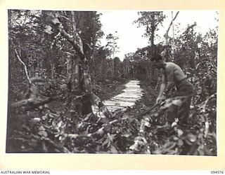 BOUGAINVILLE, 1945-07-31. STAFF-SERGEANT C. BROWN, 3 DIVISION SALVAGE UNIT SPLITTING TIMBER FOR USE AS CORDUROY ON THE BUIN ROAD. FORTUNATELY THERE IS NO SHORTAGE OF TIMBER AS THE GREATER PART OF ..