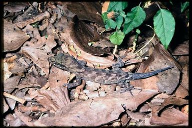Gecko sp.