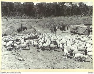 1943-05-11. NEW GUINEA. MILNE BAY. ARMY STOCKMEN DROVING SHEEP INTO PENS AT MILNE BAY SLAUGHTER YARDS. (NEGATIVE BY N. BROWN)