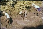 Vaiohu'a archaeological excavation: Moorea: men working