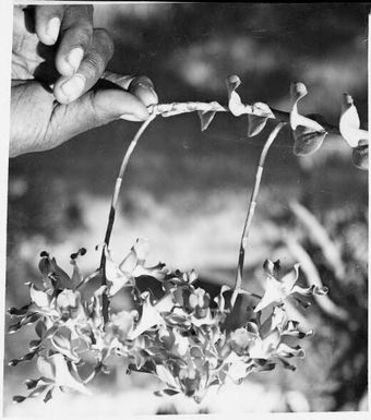 New Guinea flower held in a hand, Rabaul, New Guinea, ca. 1936 / Sarah Chinnery