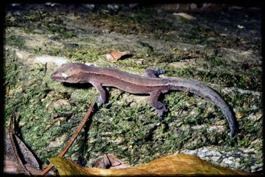 Dierogekko validiclavis