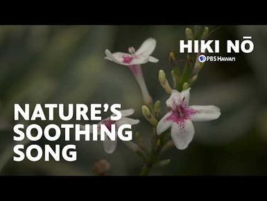 Natureʻs Soothing Song: What I Love About Rainy Days on Kauaʻi | HIKI NŌ on PBS Hawaiʻi