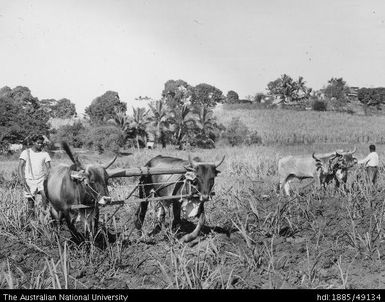 Cane cultivation