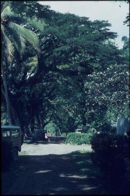 The old trees by the Kieta road (later cut down to widen the road) (1) : Bougainville Island, Papua New Guinea, March 1971 / Terence and Margaret Spencer