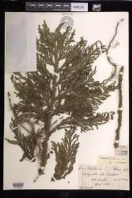 Selaginella hordeiformis