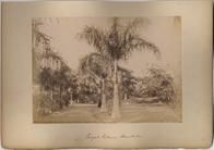 Royal Palms. Honolulu