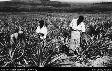 Lautoka - labourers select and cut pineapple plants for drying