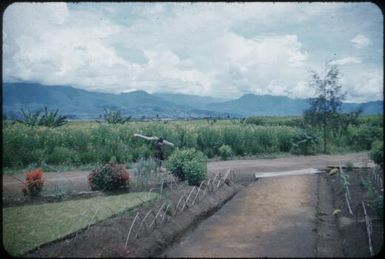 Looking from Minj Station across the Wahgi Valley to Wahgi Divide : Minj Station, Wahgi Valley, Papua New Guinea, 1954 / Terence and Margaret Spencer