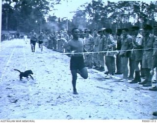 THE SOLOMON ISLANDS, 1945-01-12. A HAPPY WINNER GAINS THE PLAUDITS OF THE SPECTATORS AND A SMALL DOG AT THE FINISH OF ONE OF THE FOOT RACES AT A COMBINED ANZAC SPORTS MEETING AT BOUGAINVILLE ..