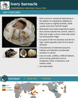 Ivory barnacle | Amphibalanus eburneus