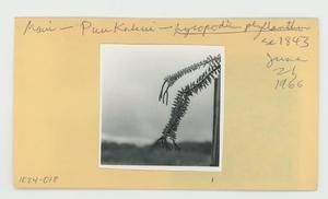 [Lycopodium phyllanthum in Hawaii, envelope IE24-018]