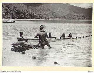 BESAMI BEACH, SALAMAUA AREA, NEW GUINEA. 1945-10-25. MEMBERS OF 2 MARINE FOOD SUPPLY PLATOON HAULING IN THEIR NETS. THE UNIT PROVIDES FISH FOR THE AUSTRALIAN GENERAL HOSPITAL AND 112 CONVALESCENT ..