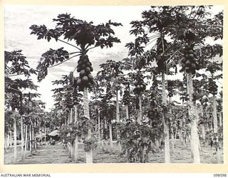 BULOLO, NEW GUINEA. 1945-10-17. PAW-PAW GROVE, WHICH IS FOURTEEN MONTHS OLD, PART OF THE FRUIT PLANTATION OPERATED BY MEMBERS OF 5 INDEPENDENT FARM PLATOON