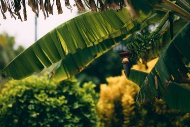 Banana tree, Atafu, Tokelau