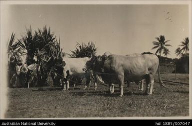 Lautoka Indian Agricultural Show