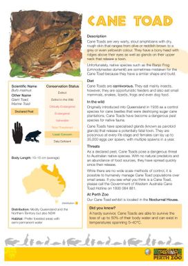 Cane Toad (Bufo marinus) Fact Sheet