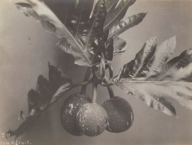 Bread fruit. From the album: Photographs of Apia, Samoa