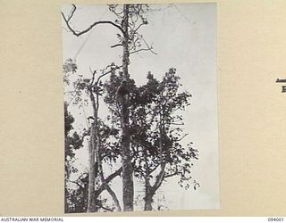 WEWAK AREA, NEW GUINEA, 1945-07-14. A NATIVE GOES ALOFT TO FIX THE WIRELESS AERIAL AT THE COMMAND POST ON THE SUMMIT OF MOUNT SHIBURANGU DURING THE ATTACK BY A AND B COMPANY AGAINST "THE BLOT". ..